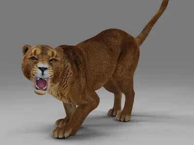 Lioness Rigged  V02 in Blender Low-poly 3D model