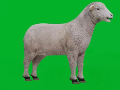 Columbia Sheep Low-poly 3D model