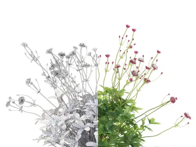 Astrantia major ruby cloud 3D model