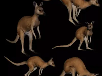 t11-kangroo-adult kangaroo 3D model
