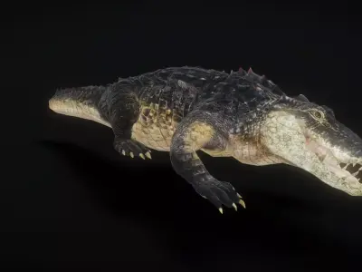 Crocodile animation Low-poly 3D model