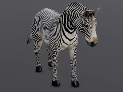 Animated Zebra 3D Model Low-poly 3D model