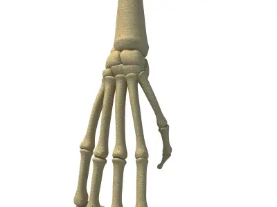 Bones of Animal Skeleton Arm 3D model