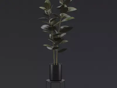 Burgundy Rubber Plant II 3D model