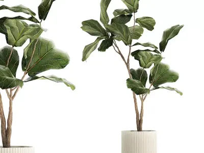 Beautiful Ficus lyrata tree in a flower pot for decoration 1247 3D model