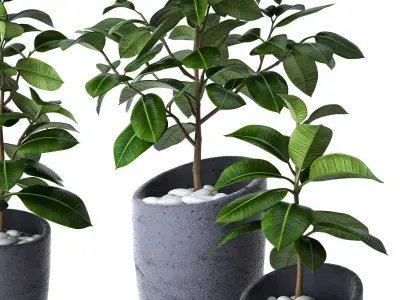 Ficus Elastica 3 3D model
