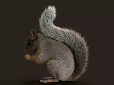 Brown Squirrel Xgen Rigged 3D model