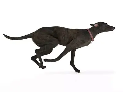 Gray Colored Greyhound 3D model