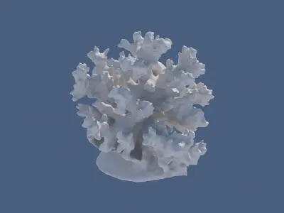 Coral Reefs 3D model