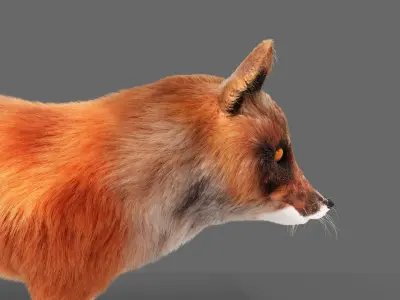Hair Fur Red Fox  Low-poly 3D model