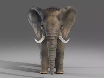 Fur Elephant NO Rigged in Blender  Zbrush Low-poly 3D model