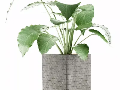 Plants Collection 55 3D model