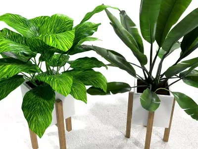 Set with calathea and banana plant 3D model