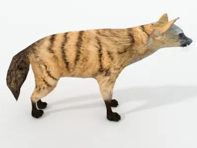Aardwolf hyena Low-poly 3D model