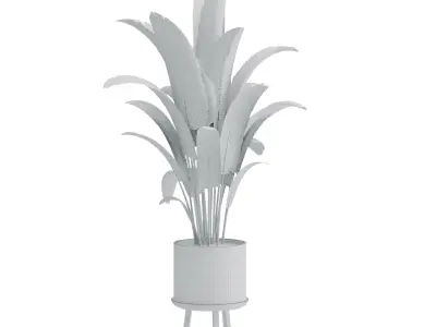 Bird of paradise pot plant 3D model