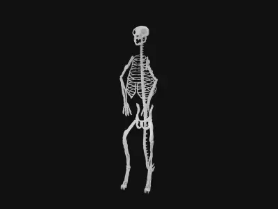 Meerkat skeleton 3D model