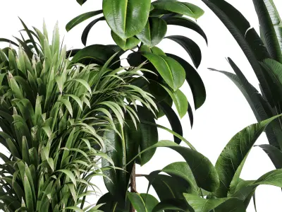 indoor plant 191 pot plant ficus rubbery ravenala wooden vase 3D model