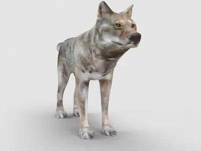 Wolf Model 3D model