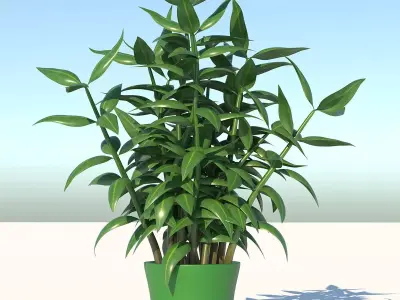 Dracaena bamboo plant in pot 3D model