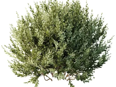 HQ Tree and bush garden box outdoor VOL 34 3D model
