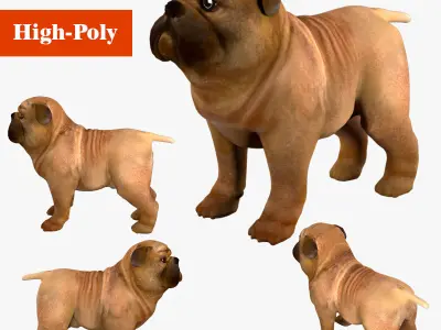 small dog bulldog  rig  high-poly  textured 3D model
