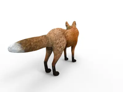 3D Fox Rigged Animated model Low-poly 3D model