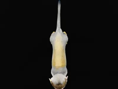 Squirrel Monkeys Primate Low-poly 3D model