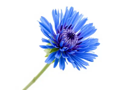 Blue Cornflower Wildflower model pack Low-poly 3D model