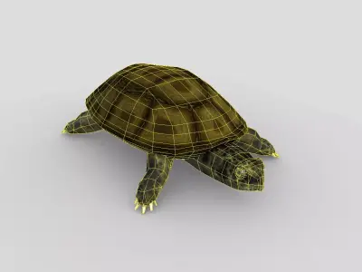 Swamp Turtle Low-poly 3D model