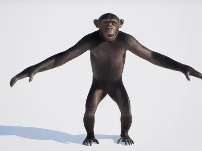Chimpanzee 3D model purchase