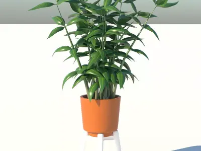 Dracaena and Pot 3D model