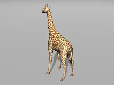 giraffe Low-poly 3D model