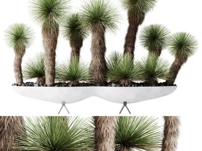 HQ Plants Yucca Elephantipes Queretaroensis Set01 3D model