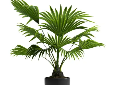PLANT FAN PALM 3D model