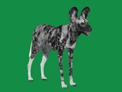 African Wild Dog Low-poly 3D model