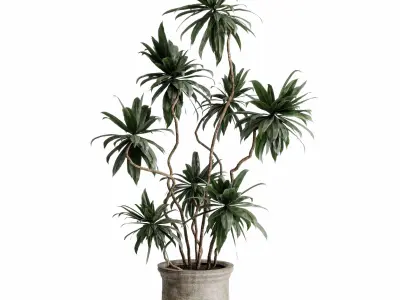 collection  indoor plant