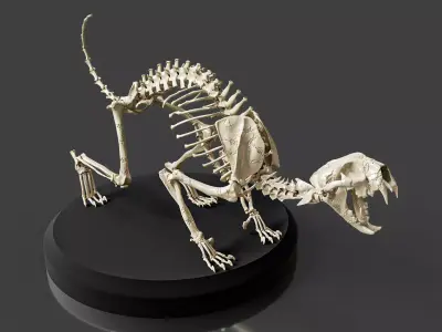 Realistic Cat Skeleton 3D model