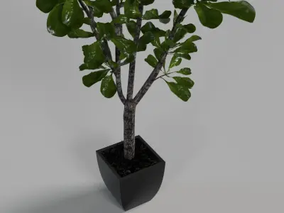 Fiddle Leaf Tree 3D model