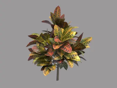 Codiaeum Variegatum Low-poly 3D model