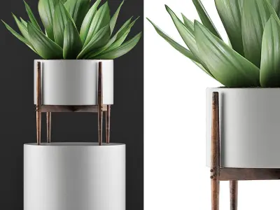 Plants Collection 73 3D model
