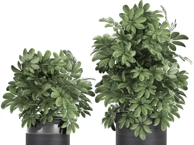 Decorative Schefflera in flowerpots 766 3D model