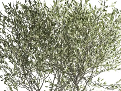 Olive tree in a flowerpot for the interior 970 3D model
