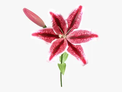 Lily flower red 01 3D model