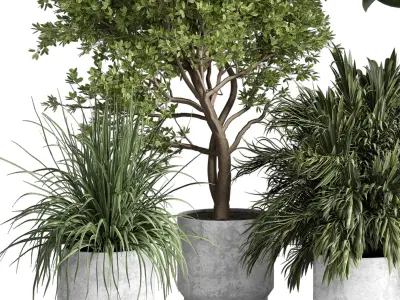 indoor plant 481 pot plant tree ficus rubbery monstera palm  3D model