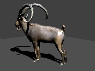 nubian ibex 3D model