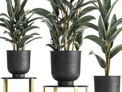 Alpinia in a pot for the interior 844 3D model