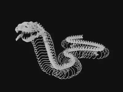 Anaconda skeleton 3D model