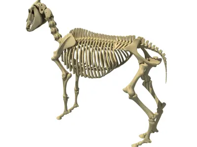 Realistic Donkey Skeleton 3D model