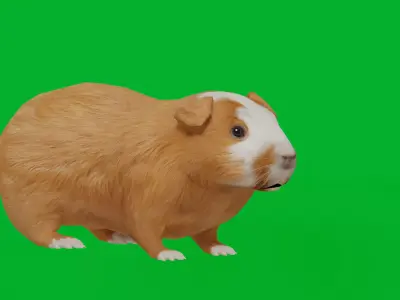 Domestic Guinea Pig Rodent Low-poly 3D model