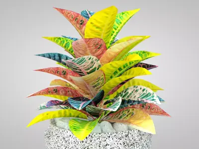 Plant Croton Petra 3D model